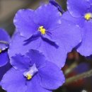 세인트폴리아 이미지