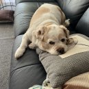 bhc춘천후평점 이미지