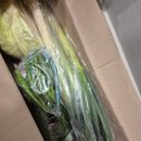 천원 | 식명관후기 천원으로 자취생먹거리 챙기기