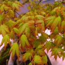 ◎9조-청단풍-Acer palmatum Thunb 이미지