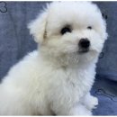 행복한강아지와고양이 이미지