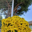 해피스타데이 이미지