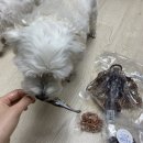 봄이 아빠의 댕댕이 간식 이미지