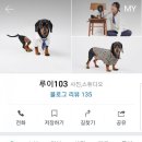 루이103
