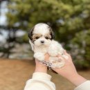 강아지분양 실내에서 반려하기 좋은 소형견분양 대형견분양 이미지