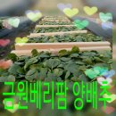 금원농장 이미지