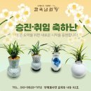 [한국난원] 서울꽃집 대나무 홍콩야자