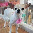 함안 애견샵 러블리펫 이미지