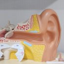 독일디지털보청기 이미지