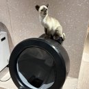 고운환경㈜ | 고양이 자동화장실 리터로봇4, 예민한 고양이도 잘 쓰는 이유(현대백화점 압구정점 체험 리뷰)