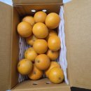 태수농장 | 제주 감귤체험 -18개월 아기랑 자파리 감귤 농장 다녀왔어요