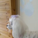 까까줄개 이미지