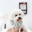 쿨독펫샵 이미지