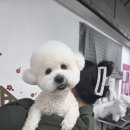 초량애견 이미지