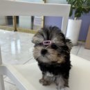 김제강아지 | **김제강아지무료분양 후기 🐶✨