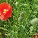 효림초정문 이미지