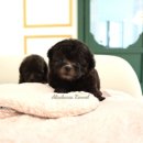 앨리스코리아켄넬 이미지