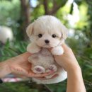 광주강아지분양 고양이분양 미유펫 본점 이미지