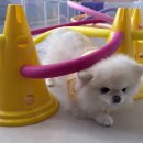 엘피스 | 강아지 알로페시아 탈모 관리｜펫케어숲 엘피스 탄산스파 집에서 해준 후기 ｜2주 전 털 비교