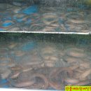 최고족발 이미지