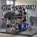 군들목장 | 용인 농도원목장 7살 아이와 체험 후기 | 예약방법 준비물 점심 그리고 솔직한 단점