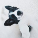 귀여워 강아지 이미지