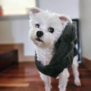 24시 블레스동물메디컬센터 | 윌리엄의선생님 24시블레스동물메디컬센터