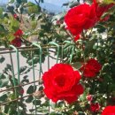 🌹 로즈데이라구요? 🌹 이미지