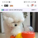 퍼피팡