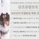 금호동물병원 | 페르시안의 고통! 치아흡수성병변과 구내염으로 인한 전발치 수술 후기를 금호동물병원에서 소개합니다