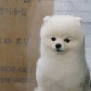 강아지 마법사 골드맘 이미지