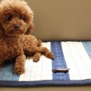 봉구네 수제육포 이미지