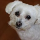 강아지나라동물병원 이미지