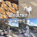 국도 38호선 이팝나무 | 11월 경남 밀양 애견동반여행코스 가볼만한곳 총정리