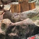 미묘하개 이미지