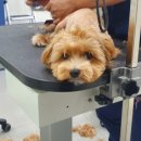 오늘도이쁘개 이미지