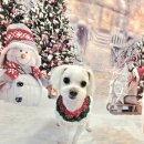 DOG깨비 강아지 미용실 이미지