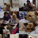 동물농장 이미지