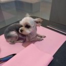 애견전문 미용 샵 이미지