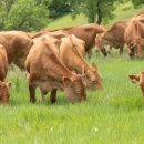 국립축산과학원 한우연구소 이미지
