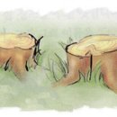 그루터기 이미지