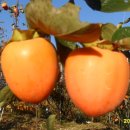 종석농장 이미지