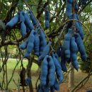 삼지구엽초,10색수련,파란콩과일등 약초씨앗판매 이미지
