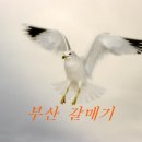 부산갈매기 이미지