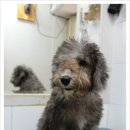 애견세상 이미지