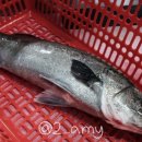 돌고래회수산 이미지