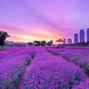 태화강 국가정원=네덜란드정원~빽빽한대나무산책길~밤대숲오색LED조명~겨울에는 수만 마리의 떼까마귀가 펼치는 군무 이미지