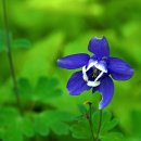 해안면 만대리 - 해안면사무소 자작나무 | (5월 17일) 최고 청정지역 국립DMZ자생식물원 - 산솜다리 외 9종(1/3편)
