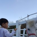신나는집 찐빵만두