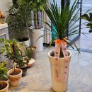 비석동농장 | [공지] 창원 진해 개업화분배달 , 진해입주 집들이 화분 선물 , 마산 개업 화분 주문 세렌디피티플라워